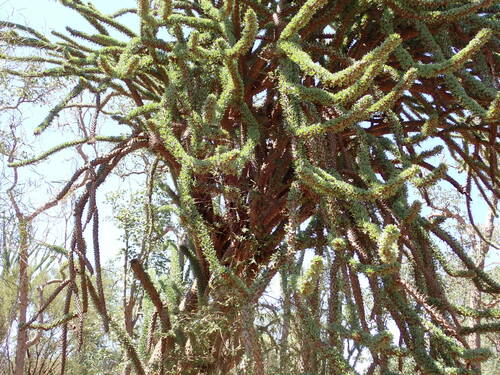 Image of Didierea trollii by (c) Louis Aureglia, some rights reserved (CC BY)