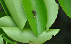 Heraclides cresphontes