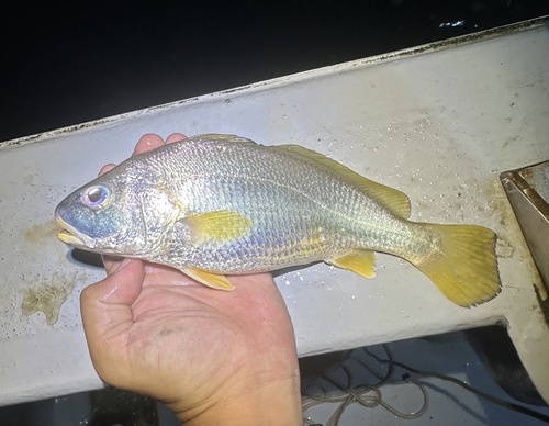 Borneo croaker (Johnius borneensis) — Sciaenidae — 2