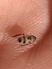 Anoscopus serratulae