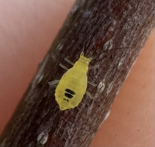 Nearctic Oak Aphids