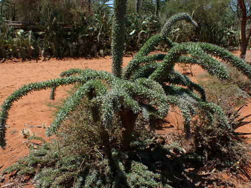 Octopus tree (Didierea trollii)