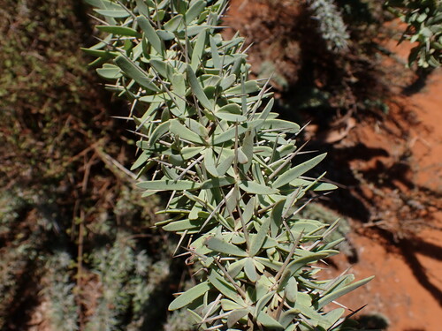 Image of Didierea trollii by (c) Louis Aureglia, some rights reserved (CC BY)