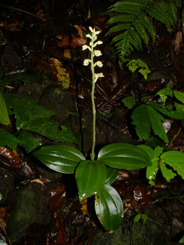 Zeuxine odorata iNat (2)