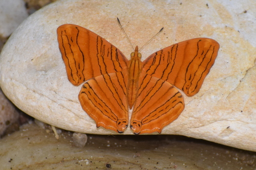 Chersonesia intermedia