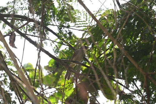 Pale-throated Greenbul