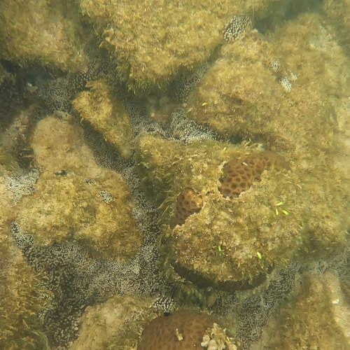 Mesactinia ganensis