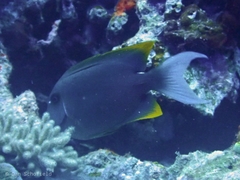 Ctenochaetus tominiensis