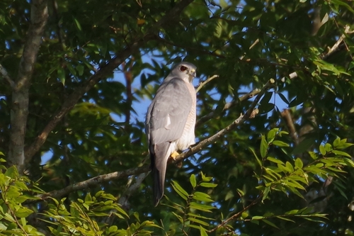 Shikra