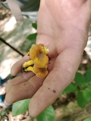 Cantharellus lewisii