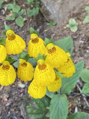 Calceolaria crenatiflora, photograph (c) Gonzalo González Mora, some rights reserved (CC BY)
