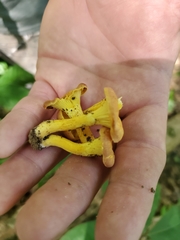 Cantharellus lewisii