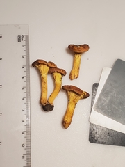 Cantharellus lewisii