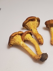 Cantharellus lewisii