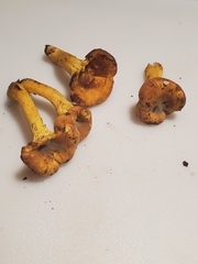 Cantharellus lewisii