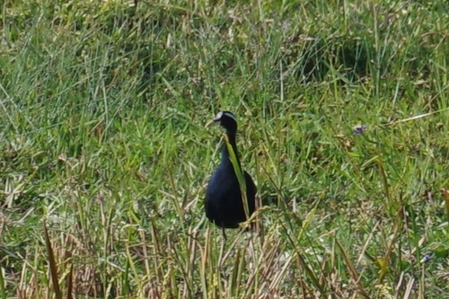 Bronze-winged Jacana