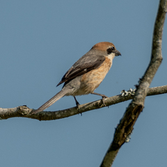 Lanius bucephalus