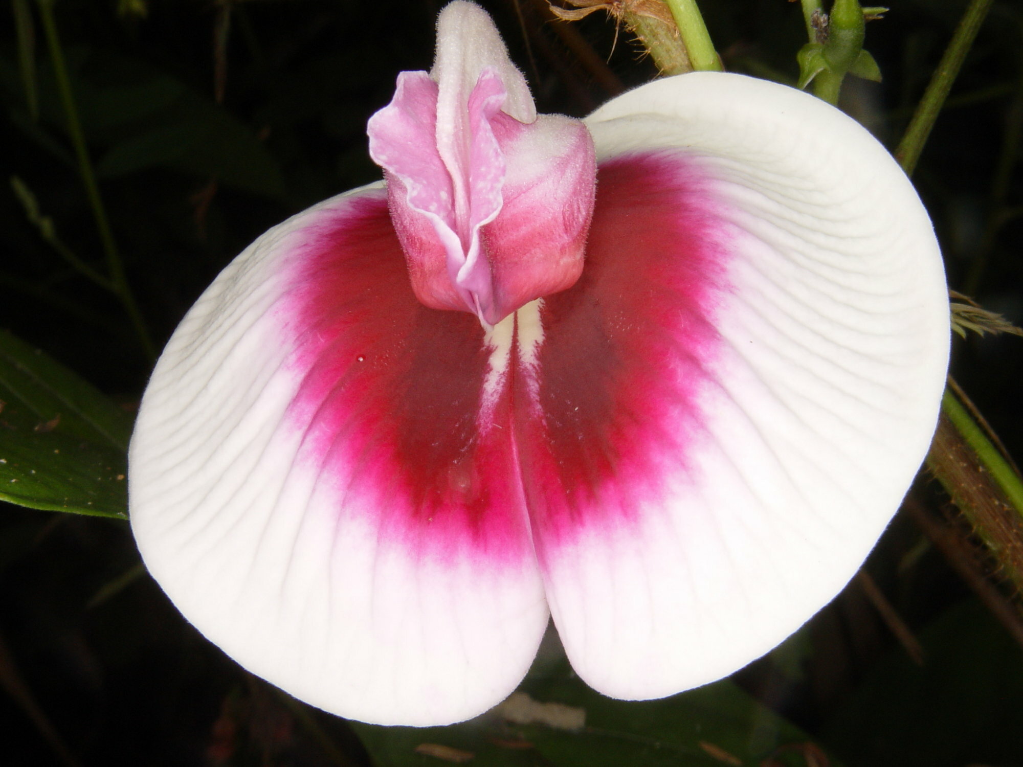 Centrosema plumieri