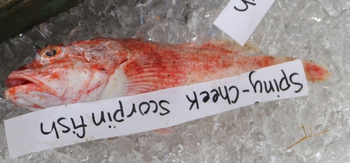 Spinycheek scorpionfish (Neomerinthe hemingwayi) — Scorpaenidae — 4