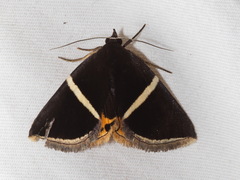Fodina pallula