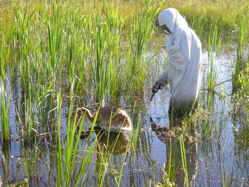 Whooping Crane photographed in Michigan