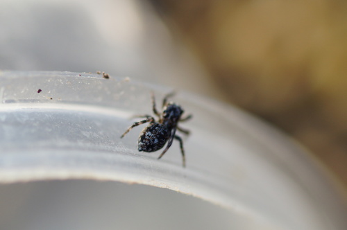 Attulus terebratus