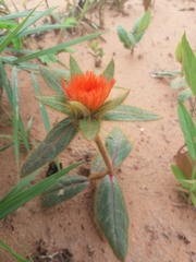 Gomphrena arborescens