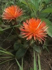 Gomphrena arborescens