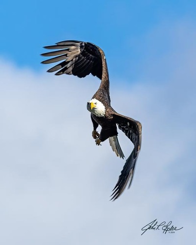 Bald Eagle photographed in Maryland