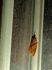 Cenopis reticulatana