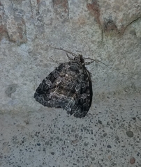 Protodeltote muscosula