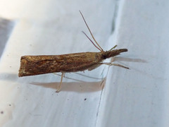 Neodactria