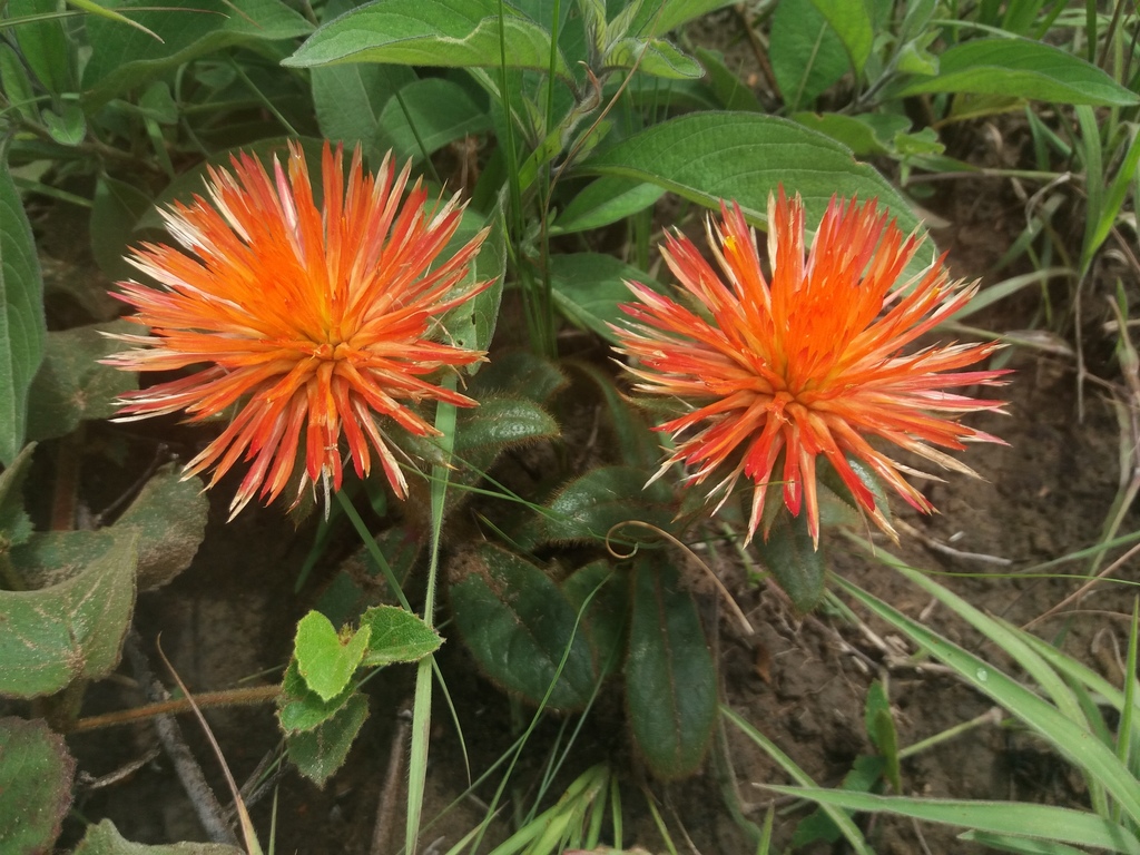 Gomphrena arborescens