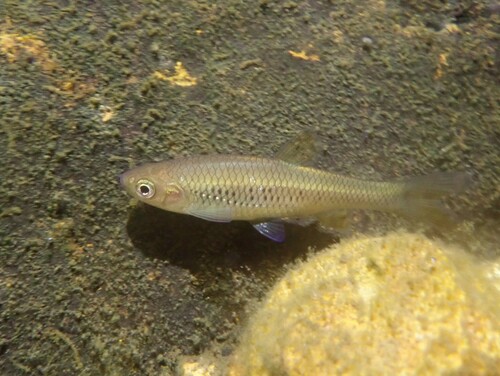 Gewoon Nichols-modderkruipertje (Nicholsicypris normalis) — Cyprinidae