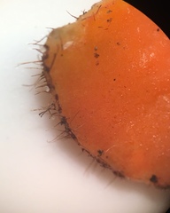 Scutellinia olivascens