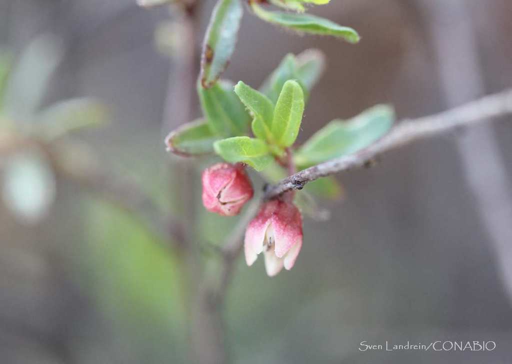 Frangula microphylla
