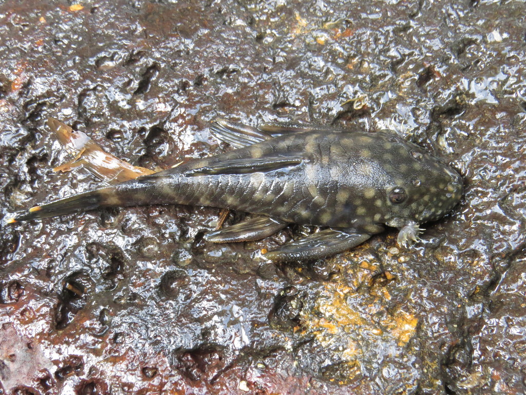 Ancistrus multispinis