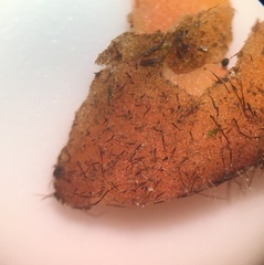 Scutellinia olivascens