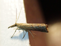 Neodactria