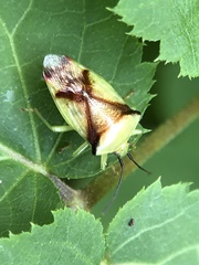 Elasmostethus atricornis