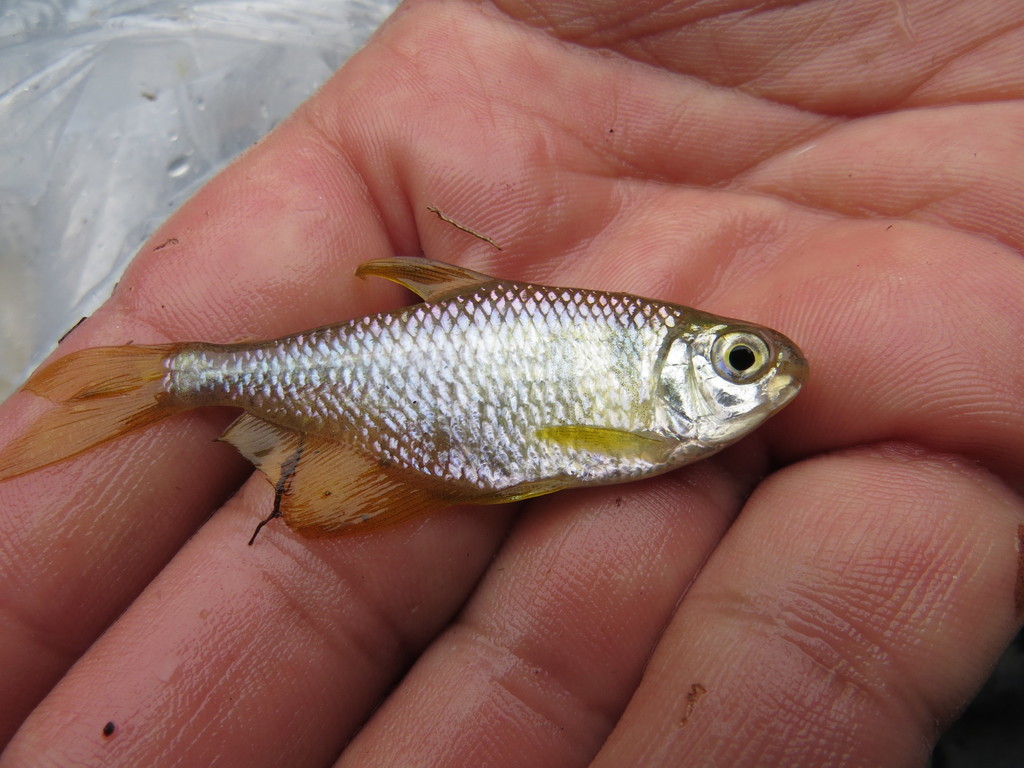 Yellow tetra (Hyphessobrycon bifasciatus) — Characidae