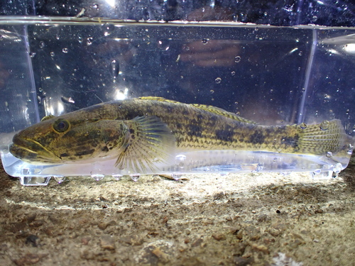 Tank goby (Glossogobius giuris) — Gobiidae — 4