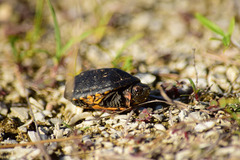 Kinosternon scorpioides