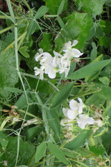 Lathyrus