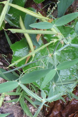 Lathyrus