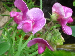 Lathyrus