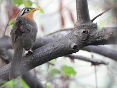 Morococcyx erythropygus