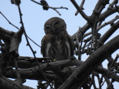 Glaucidium palmarum