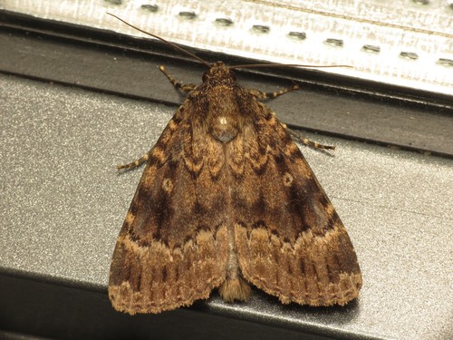 Svensson's Copper Underwing