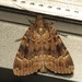 Svensson's Copper Underwing - Photo (c) Donald Hobern, some rights reserved (CC BY)